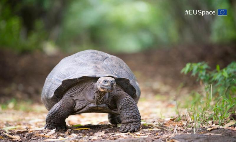 EUSPA Galileo Galapagos tortoise article